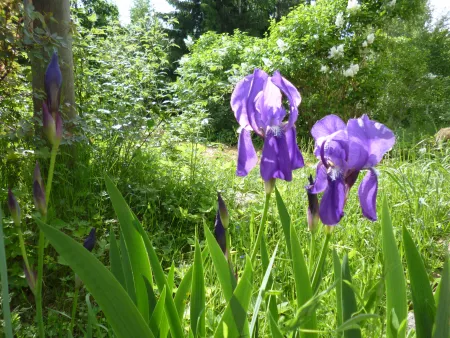 First blooms in June First blooms in June