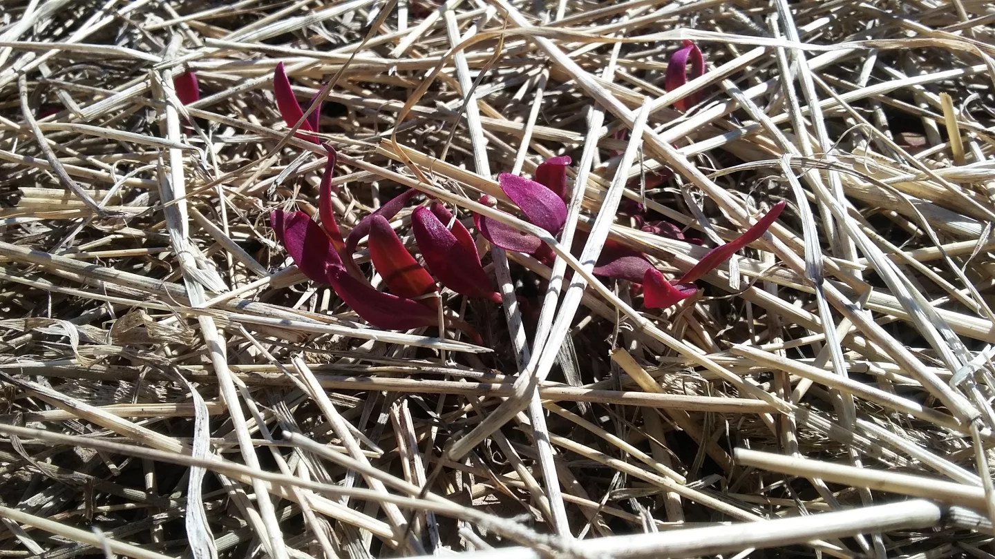 Red salad in mulch