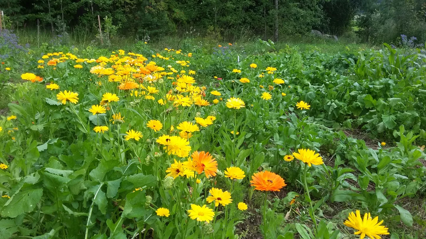 Calendula field with blooming flowers