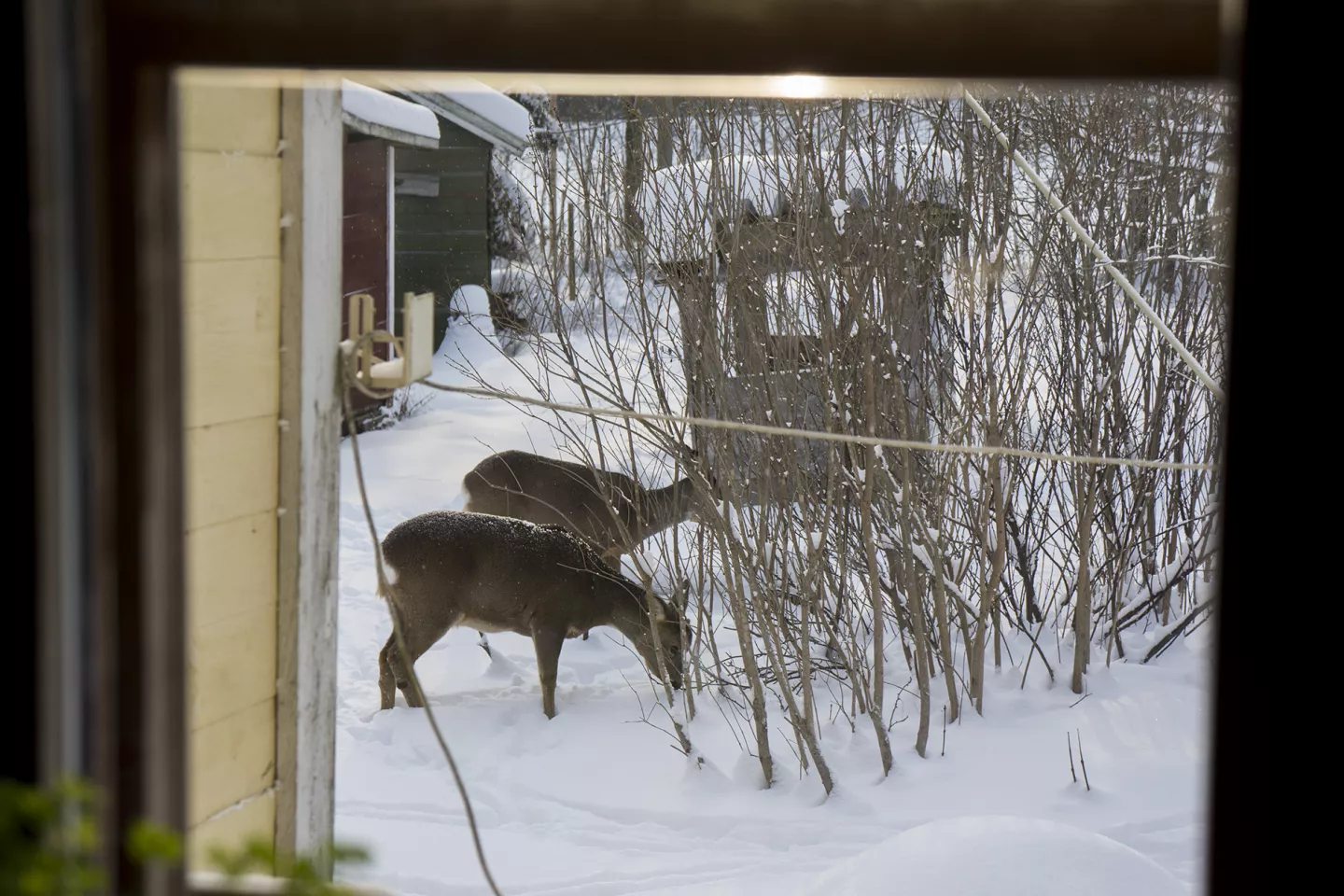 Deer feeding