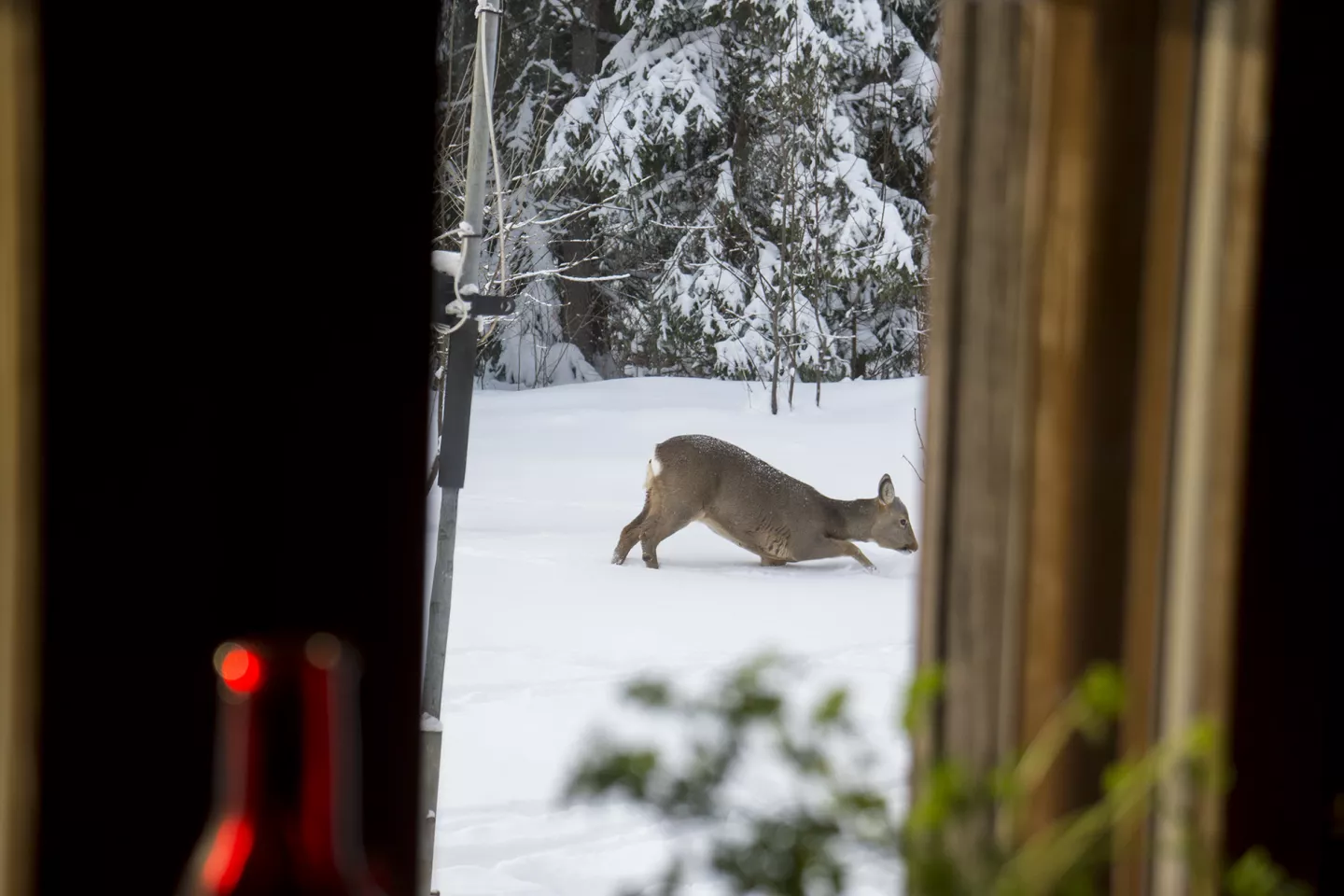 Deer in deep snow