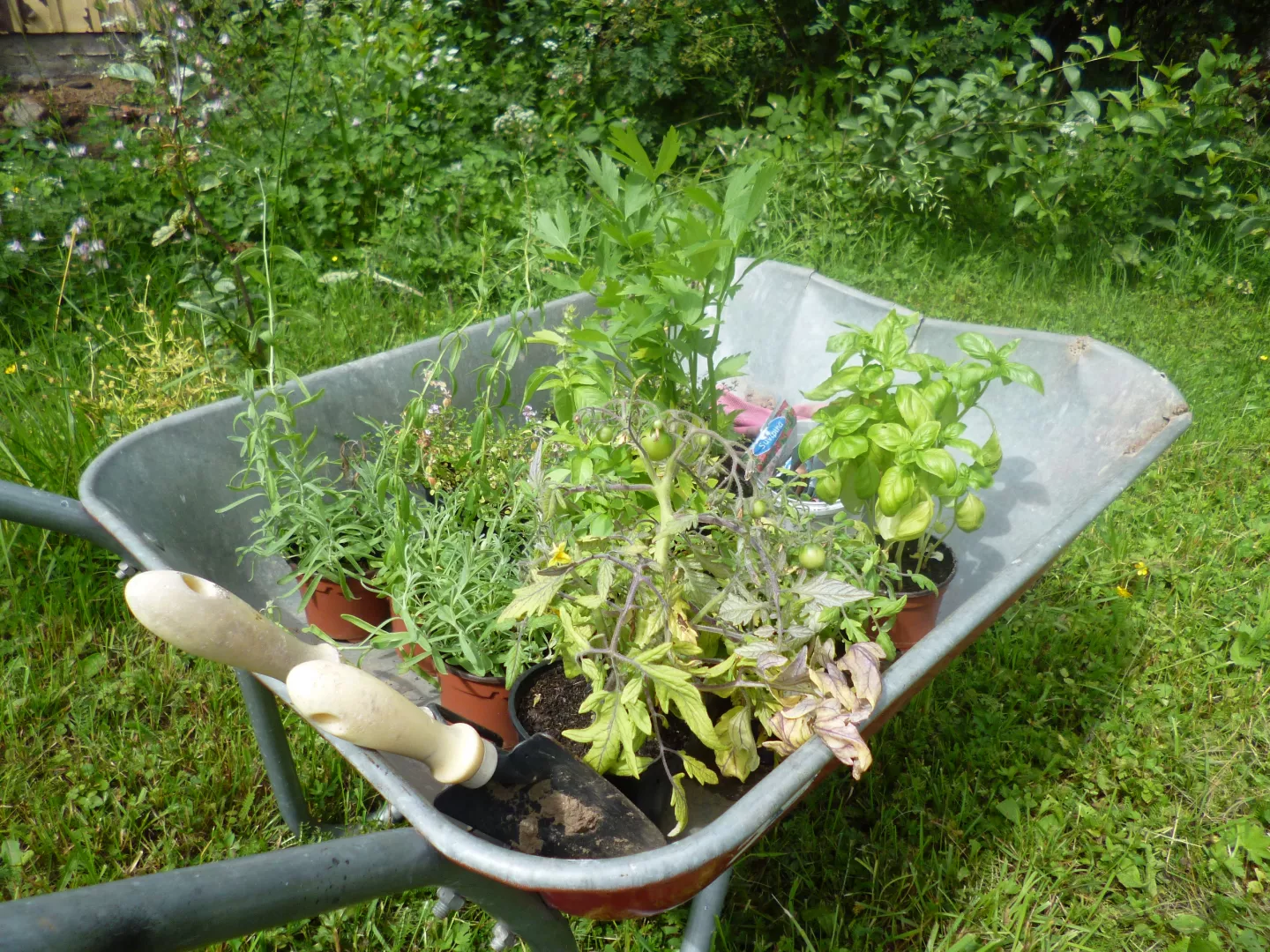 Herb garden in the making