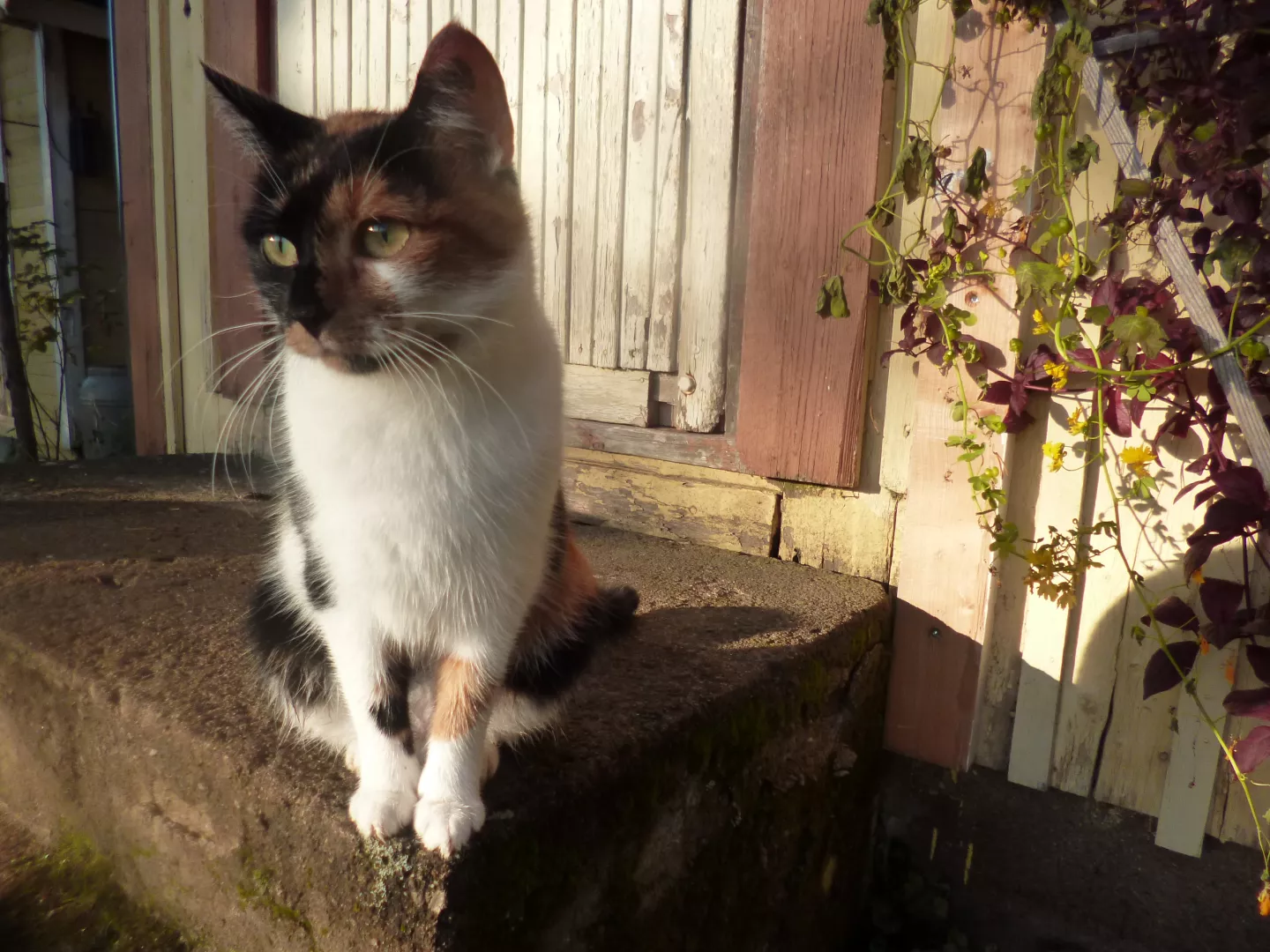 Sophie the cat Beyond Buckthorns