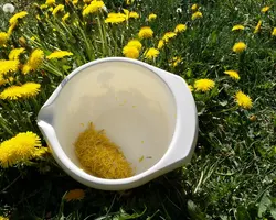 Making dandelion honey at Beyond Buckthorns