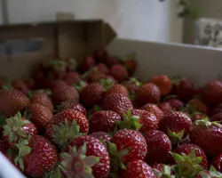 Box of Finnish strawberries
