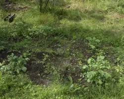 Tiny mandala garden with a sea buckthorn