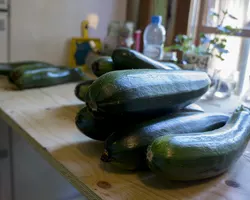 Zucchini waiting on the workbench to be chopped