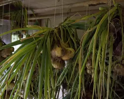 Onions hanging to dry