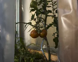 2 nearly ripe tomatoes in a small tomato green house