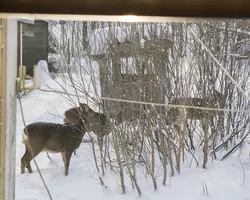 Three deer in the snow