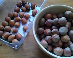 Photo of hazelnut varieties for Germany