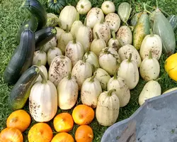 Harvest of different types of squashes