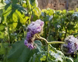 Phacelia