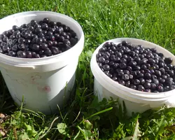 Aronia Mitschurinii harvest