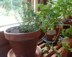 Herbs on the windowsill