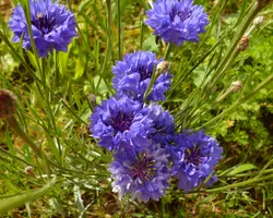 Blue cornflowers