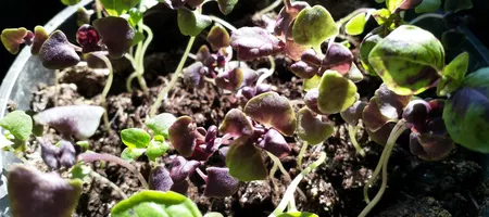 Basil sprouts