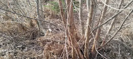 Beyond Buckthorns wood resilience coppicing