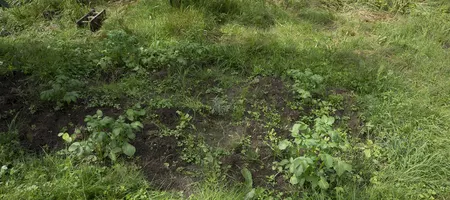 Tiny mandala garden with a sea buckthorn