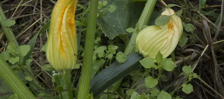 Blooming Zucchini Plant