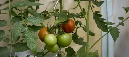 Red tomatoes hanging on a bush