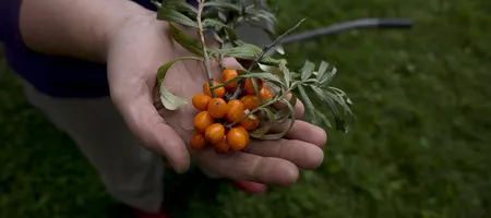 Sea Buckthorn Harvest