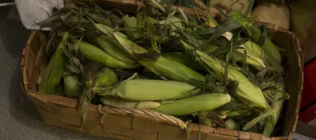 Part of our organic corn harvest 