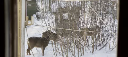 Three deer in the snow