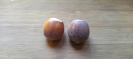 Two Hazelnuts on the a table