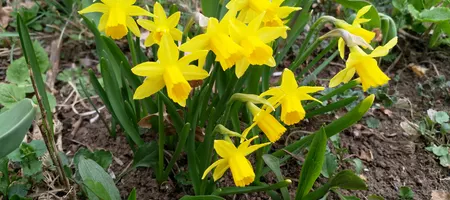 The first bunch of daffodils is open