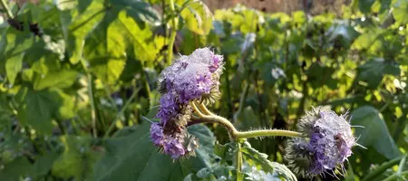 Phacelia