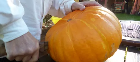 Cutting a huge pumpkin