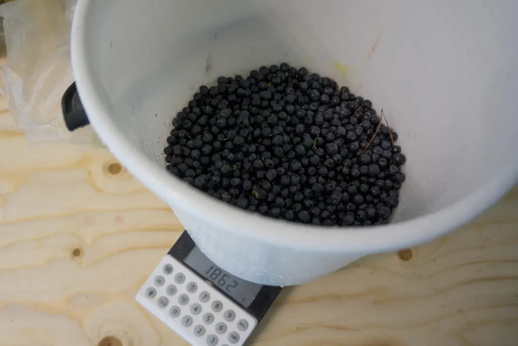 A lot of blueberries waiting for their usage