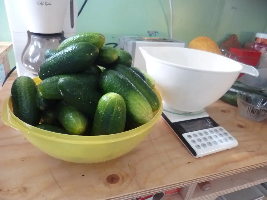 Cucumbers to be pickled